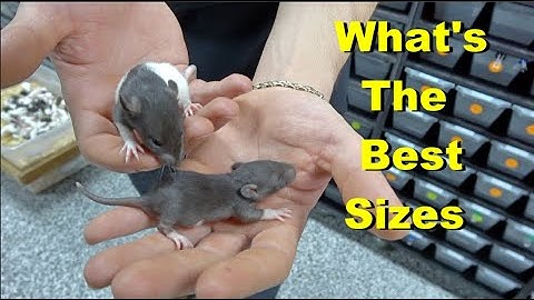 What Sizes We Feed Our Baby Ball Pythons !! Tips On Picky Eaters