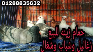 حمام للبيع من مزرعتنا حمام زينه 01288835632