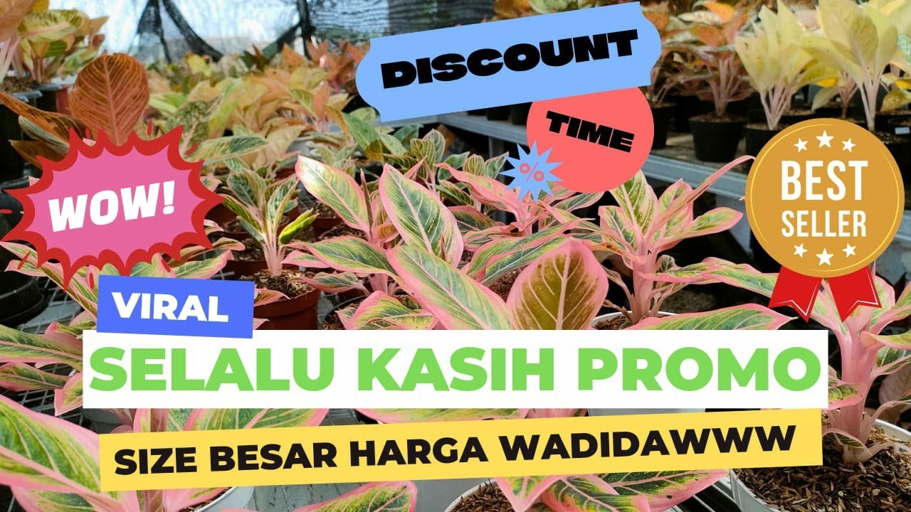 Selalu Kasih Promo Viral,,,, Aglaonema Size Besar Harga Murih... eps 866 - YouTube