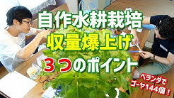 ベランダゴーヤ研究所 水耕栽培で鬼収穫 Youtube ベランダゴーヤ研究所 水耕栽培で鬼収穫 Youtube