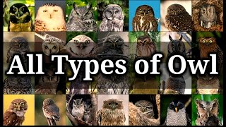 All Types Of Owl In The World ‖ All Species Of Owl On The Earth