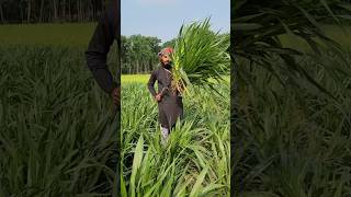 স্মার্ট নেপিয়ার ঘাসের চারা দেখুন