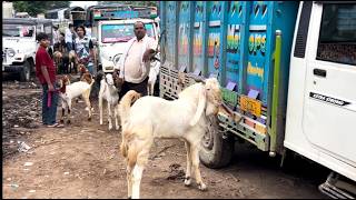 Rajasthan Goat Market Kota Bakra Mandi Live Update with Prices - September 12, 2026