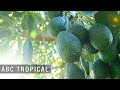 ABC Tropical - TvAgro por Juan Gonzalo Angel Restrepo