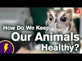 How Do We Keep Our Animals Healthy?