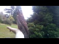 Releasing delta the coopers hawk