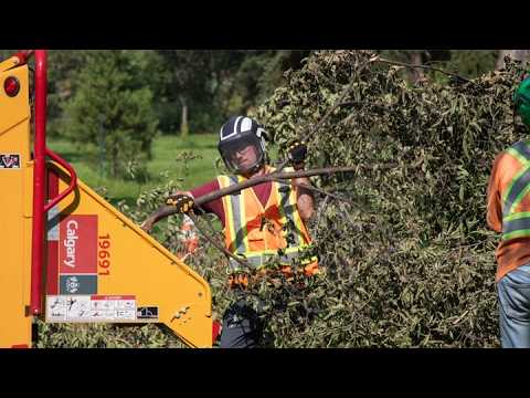 Calgary crews assist with Edmonton tree cleanup
