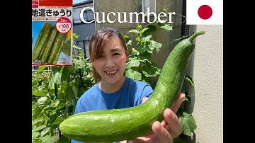 GARDEN VLOG EP.11 Grow Cucumber in Container on Balcony