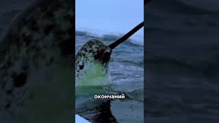 Нарвал — настоящий единорог океана🦄🌊