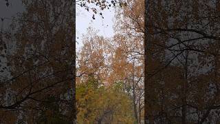 Доверься Аллаху#аллах#аллоху#напоминание#дуа#природа #жизнь