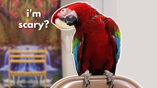 HOW TO TRAIN A MEAN MACAW (PART 2)