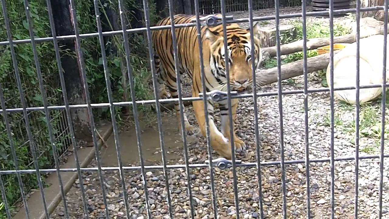 Tigers At Michigan City Zoo Youtube