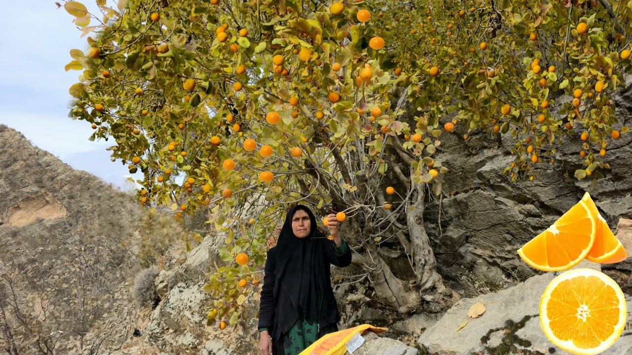 🍊Сбор диких апельсинов в опасных горах Ирана; Борьба за выживание в кочевой жизни