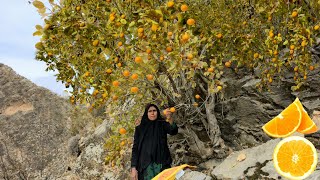 Download Lagu 🍊Het oogsten van wilde sinaasappels in de gevaarlijke bergen van Iran; De strijd om te overleven in MP3