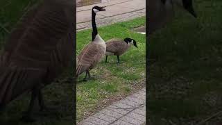 Cobra Chicken's Warning Call #CanadaGeese