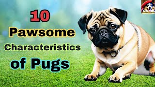 Pug dog:10 Reasons to Love these Adorable Companions!