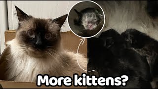 Maui Had Kittens!!!