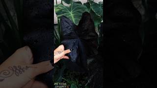 Dark Leaf Plants You NEED for That Moody Vibe 🌘