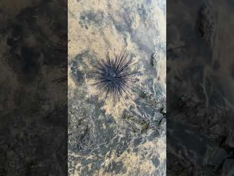 Sea Urchin in