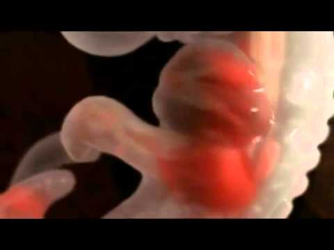 Človeško življenje - spočetje in razvoj do rojstva (teden otroka) [nosečnost splav porod]