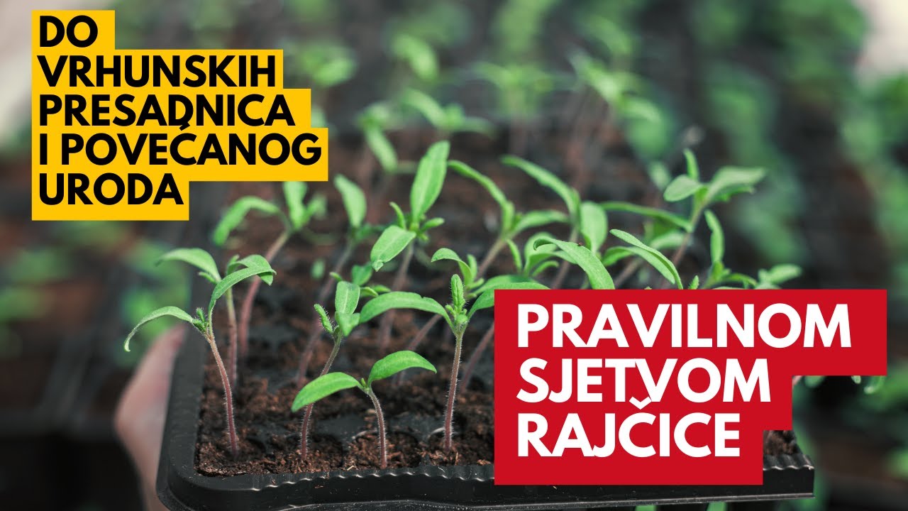 Sjetva (rajčice) paradajza: Pravilnom sjetvom do vrhunskog prinosa i presadnica..