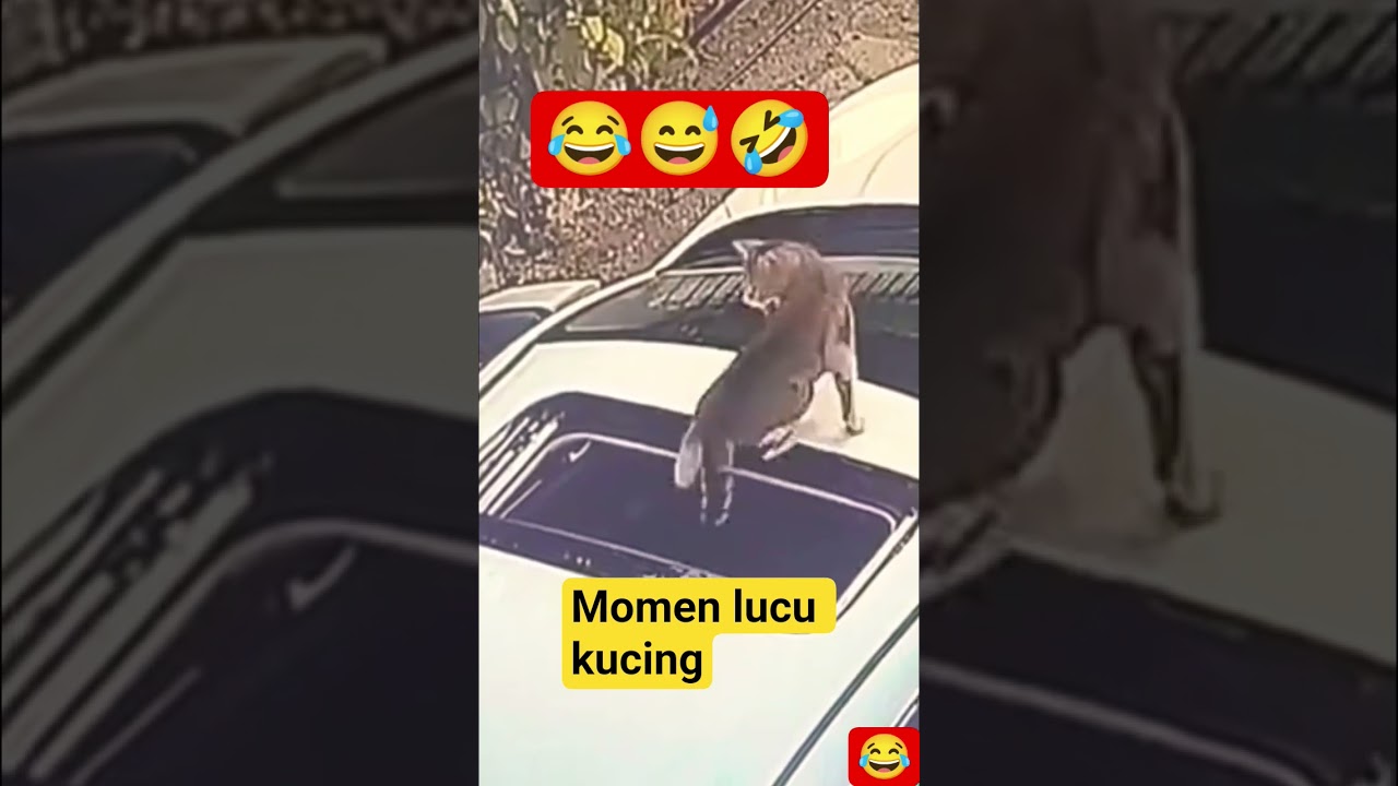 Kucing meong meong lucu 😂😅🤣 #funny #cat#shorts