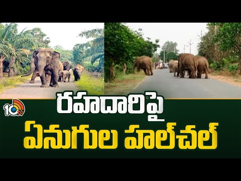 Elephants Hulchul in Parvathipuram Manyam District | పార్వతీపురం మన్యం జిల్లాలోఏనుగుల హల్చల్ | 10TV - 10TVNEWSTELUGU