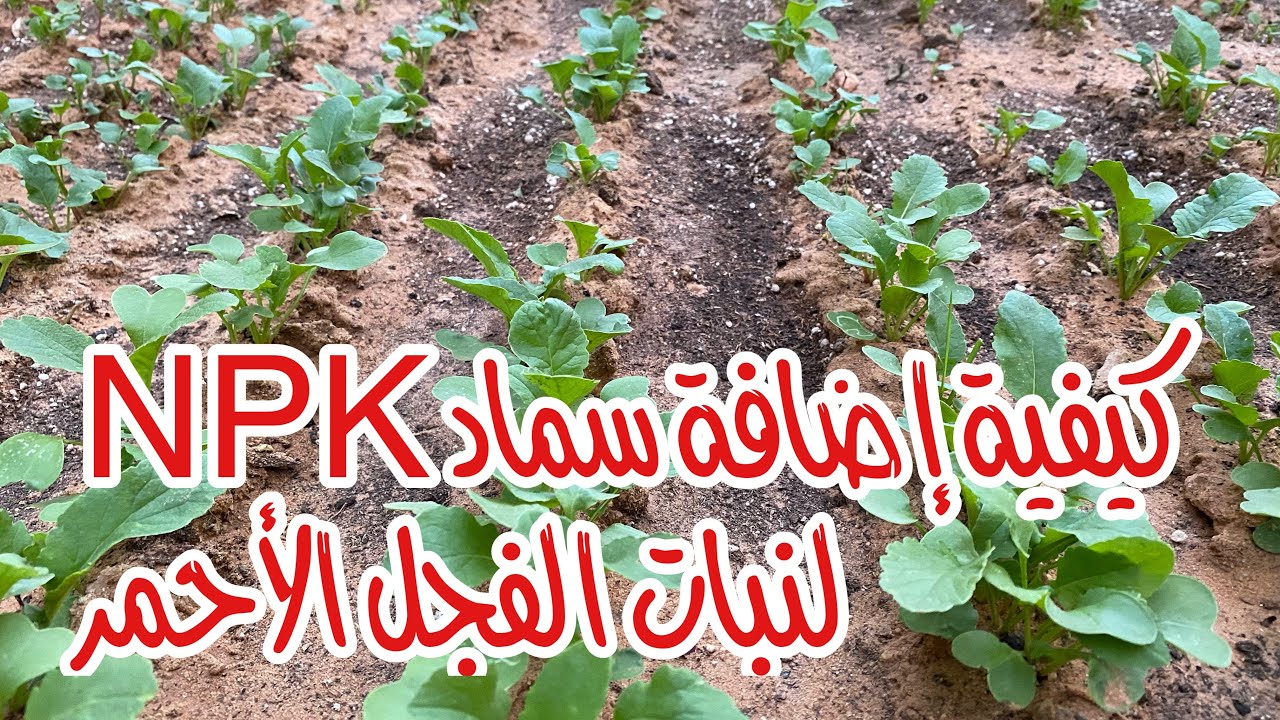 الفجل الاحمر وطريقة اضافة سماد NPK للنبات