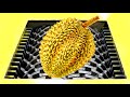 Durian VS Shredder ！How hard are the shells and thorns of durian？You can't imagine ！