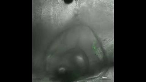 NeuO for Neuronal Labeling in Zebrafish - Video 1