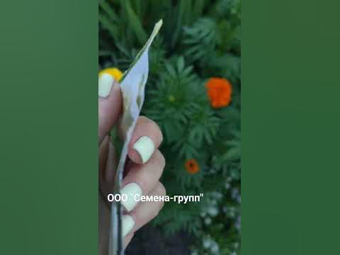 Семена 2023 ООО "Семена-групп", Екатеринбург. Шафран Золотой Век. Это ...