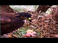 The mother protects the baby in the nest very well  review birds news 