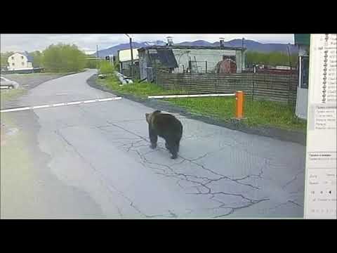 На Камчатке медведь без пропуска прошел через КПП в аэропорту