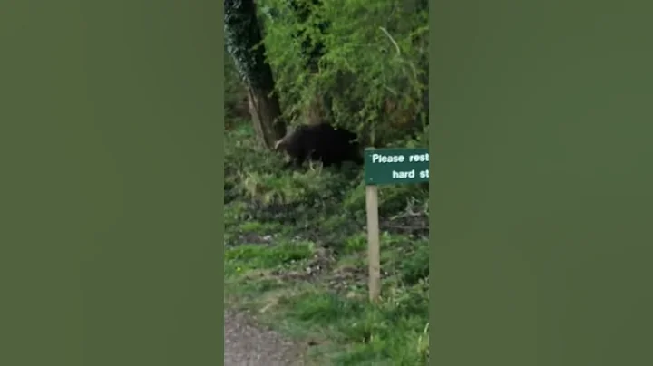 Charging wild boar!! Forest of Dean