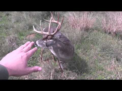 Hunter Stalks & Touches Nice Buck