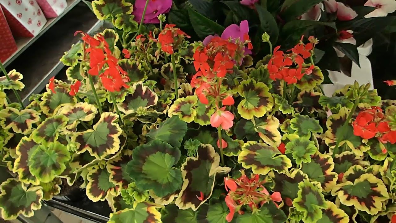 Pelargonium zonale (Geranium) with variegated leaves I.