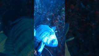#spearfishing #fishcatching #fish #azores #fishing #pesca #sargo