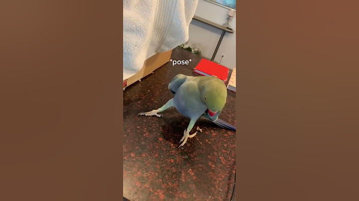 How to Woo a Girl, According to Beaker the Parrot || ViralHog