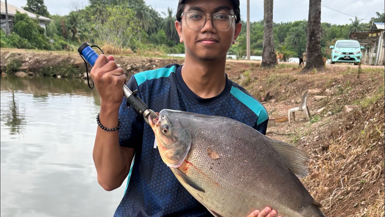 Strike Pacu Bertalu-talu Di Kolam Pancing Joran Terbang !!