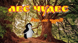 Премьера клипа-лес чудес (Marsik_MM)