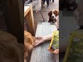 POV: Your dogs try a protein from the future… and become obsessed👀🐶🌱