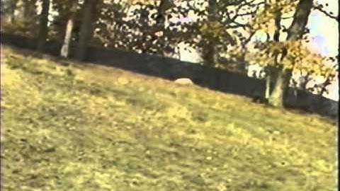 Ethology Practice Videos: Pronghorn Scan Sampling