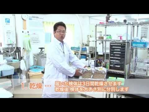 土壌浸透性の簡単テスト法【DIYで庭の水はけを改善】