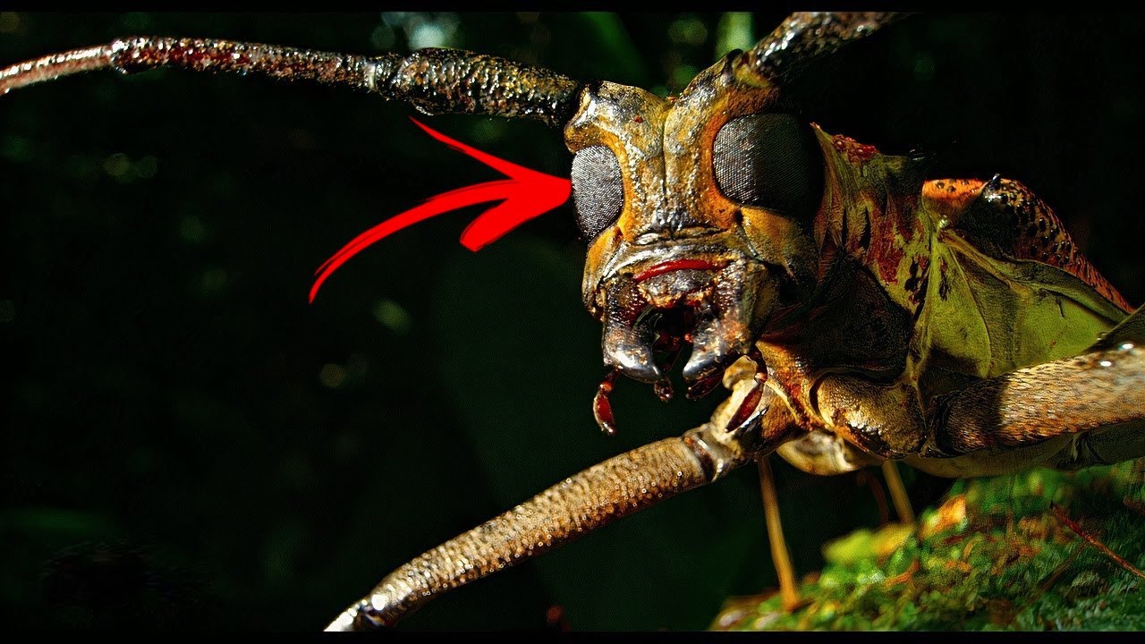 11 Nagyon furcsa állat a bolygón