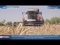 В Сурхандарьинской области получен высокий урожай зерновых