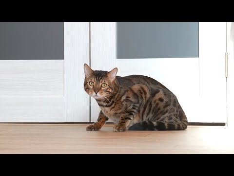 Видео: Сколько стоит бенгальский котенок?