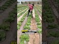 China’s Genius Way of Growing Super Clean Veggies #viralvideo #funny #trending
