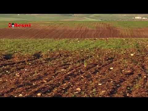 Adıyaman’da Nohut Tarlaları Kurudu: Besni’de Zarar 250 Milyon Lira