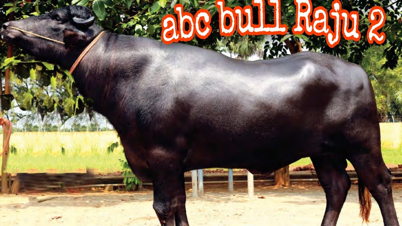 Abc Raju ABC VEERAVALLI RAJU 2 BAHUT HE SHANDARA BULL - YouTube