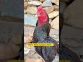 Watch Black Amazing Bird | My Home Breed🐓#shorts #rooster #viralvideo #birds